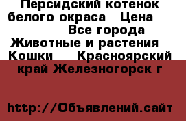 Персидский котенок белого окраса › Цена ­ 35 000 - Все города Животные и растения » Кошки   . Красноярский край,Железногорск г.